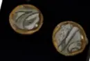 FKJDFJFD